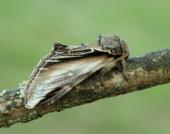 71.017 BF2007 Swallow Prominent Pheosia tremula