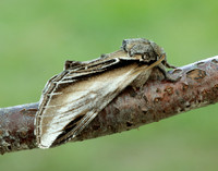 71.017 BF2007 Swallow Prominent Pheosia tremula