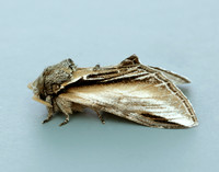 71.017 BF2007 Swallow Prominent Pheosia tremula