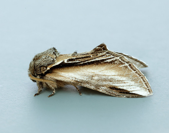 71.017 BF2007 Swallow Prominent Pheosia tremula