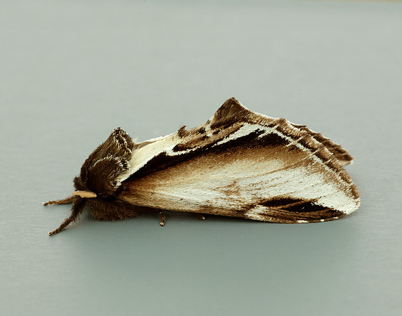71.018 BF2006 Lesser Swallow Prominent Pheosia gnoma