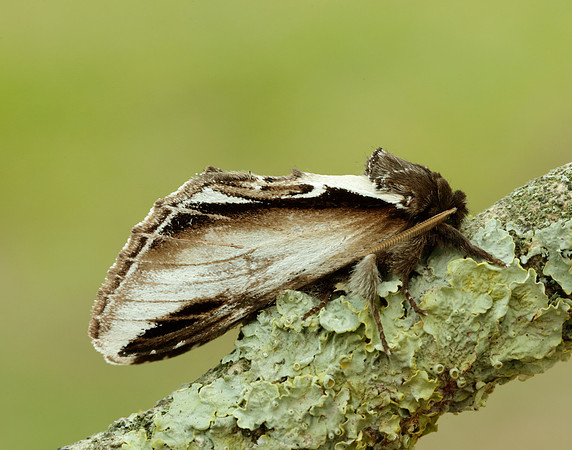71.018 BF2006 Lesser Swallow Prominent Pheosia gnoma