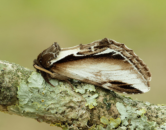 71.018 BF2006 Lesser Swallow Prominent Pheosia gnoma