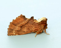 71.021 BF2008 Coxcomb Prominent Ptilodon capucina