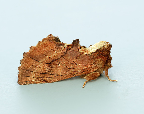 71.021 BF2008 Coxcomb Prominent Ptilodon capucina