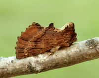 71.021 BF2008 Coxcomb Prominent Ptilodon capucina