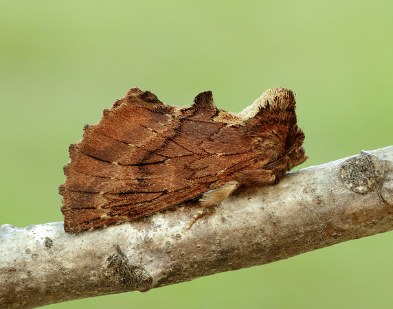 71.021 BF2008 Coxcomb Prominent Ptilodon capucina