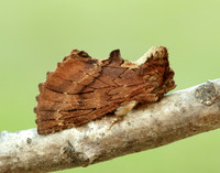 71.021 BF2008 Coxcomb Prominent Ptilodon capucina