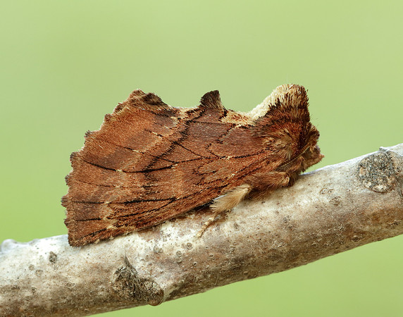 71.021 BF2008 Coxcomb Prominent Ptilodon capucina