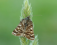 72.084 BF2462 Mother Shipton Euclidia mi