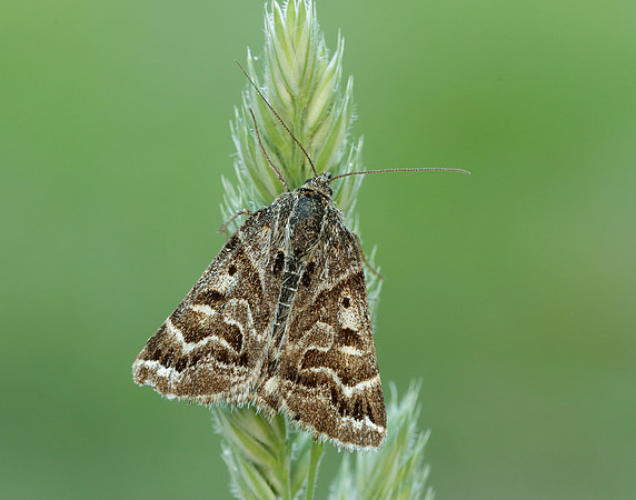 72.084 BF2462 Mother Shipton Euclidia mi
