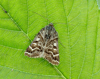72.084 BF2462 Mother Shipton Euclidia mi