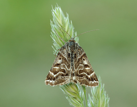 72.084 BF2462 Mother Shipton Euclidia mi