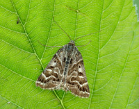 72.084 BF2462 Mother Shipton Euclidia mi