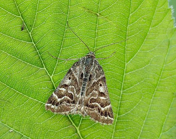 72.084 BF2462 Mother Shipton Euclidia mi