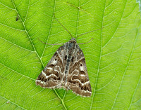 72.084 BF2462 Mother Shipton Euclidia mi