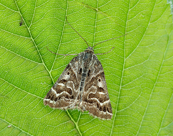 72.084 BF2462 Mother Shipton Euclidia mi