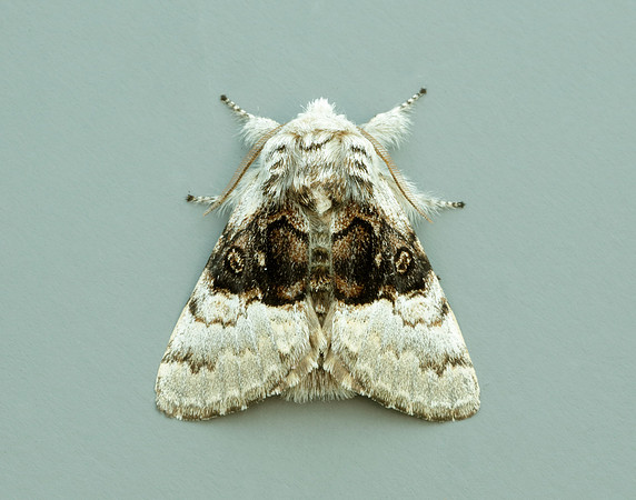 72.084 BF2462 Mother Shipton Euclidia mi