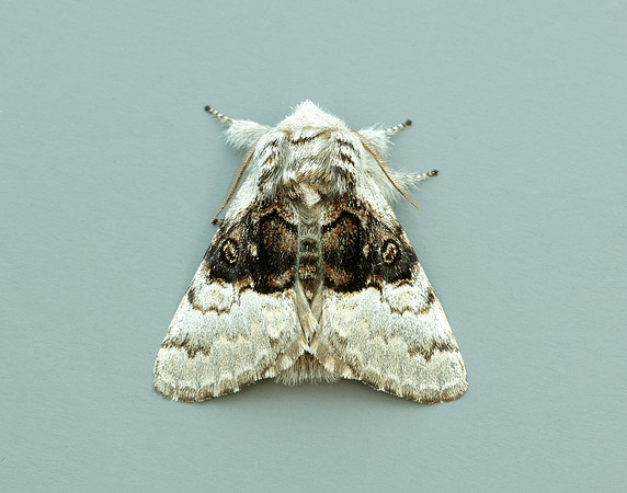 72.084 BF2462 Mother Shipton Euclidia mi