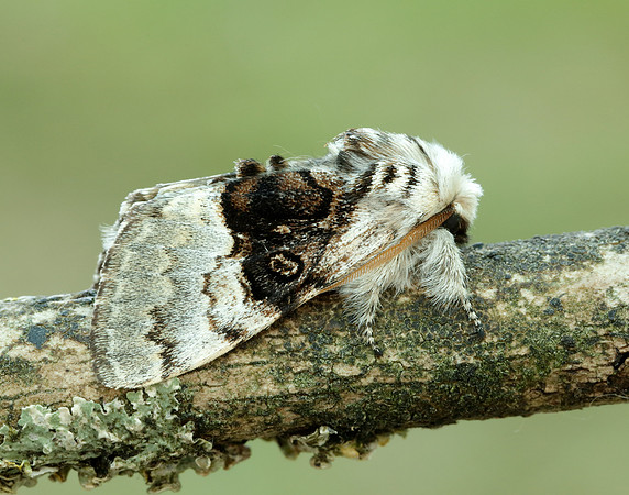 72.084 BF2462 Mother Shipton Euclidia mi