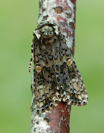 73.047 BF2291 Coronet Craniophora ligustri