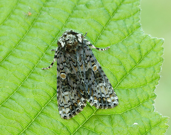 73.047 BF2291 Coronet Craniophora ligustri