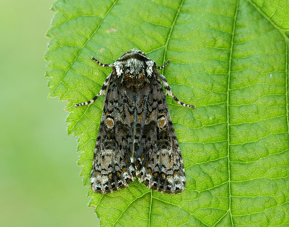73.047 BF2291 Coronet Craniophora ligustri