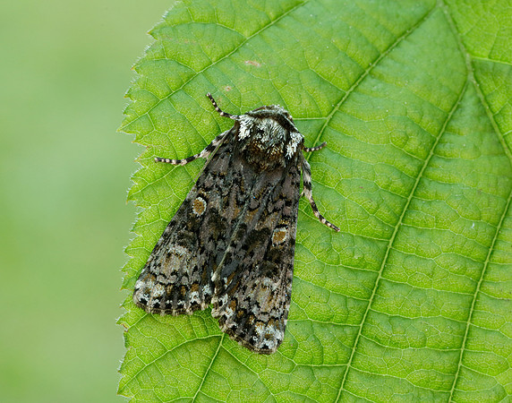 73.047 BF2291 Coronet Craniophora ligustri
