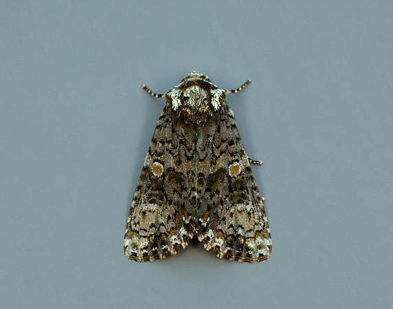 73.047 BF2291 Coronet Craniophora ligustri