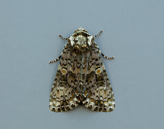 73.047 BF2291 Coronet Craniophora ligustri