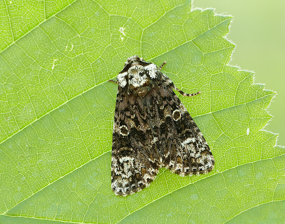 73.047 BF2291 Coronet Craniophora ligustri