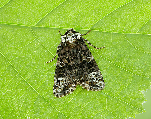 73.047 BF2291 Coronet Craniophora ligustri