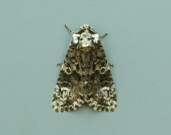 73.047 BF2291 Coronet Craniophora ligustri