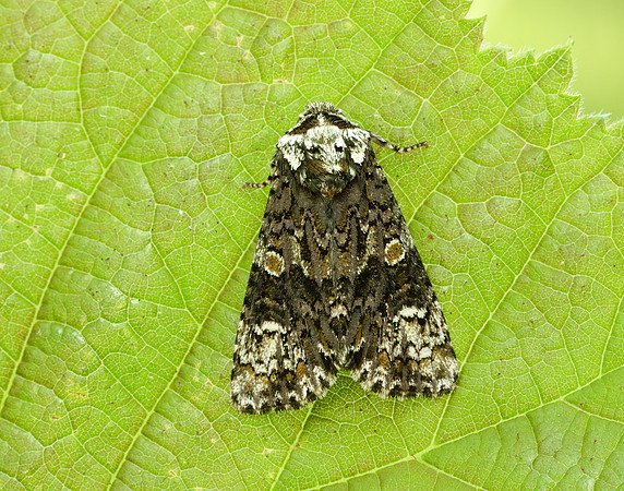 73.047 BF2291 Coronet Craniophora ligustri