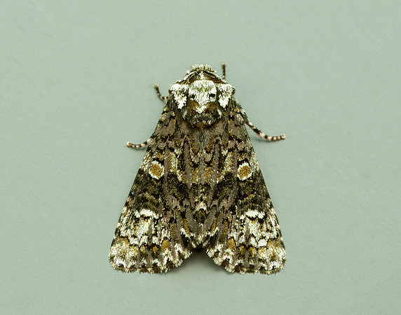 73.047 BF2291 Coronet Craniophora ligustri