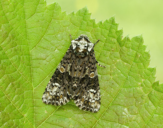 73.047 BF2291 Coronet Craniophora ligustri