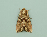 73.047 BF2291 Coronet Craniophora ligustri