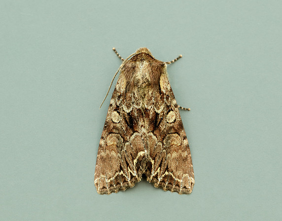 73.047 BF2291 Coronet Craniophora ligustri