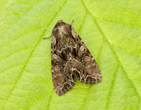 73.047 BF2291 Coronet Craniophora ligustri
