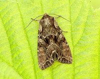 73.047 BF2291 Coronet Craniophora ligustri