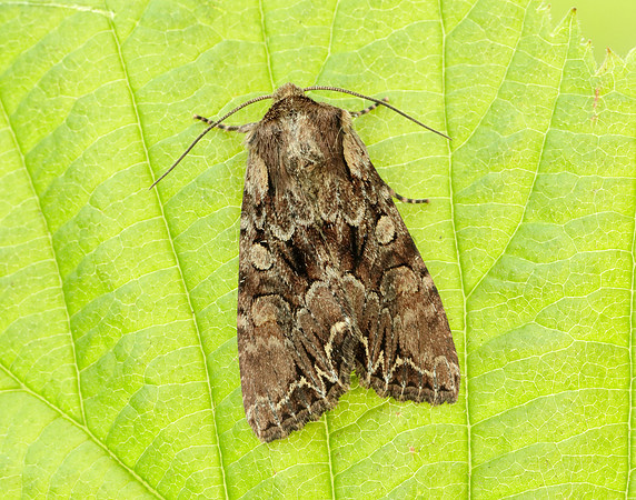 73.047 BF2291 Coronet Craniophora ligustri