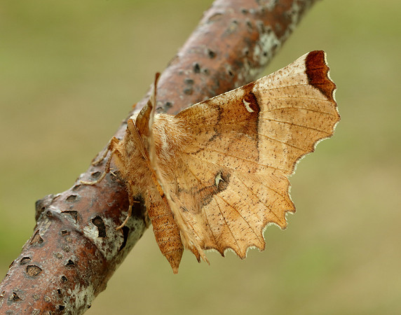 70.238 BF1918 Lunar Thorn Selenia lunularia