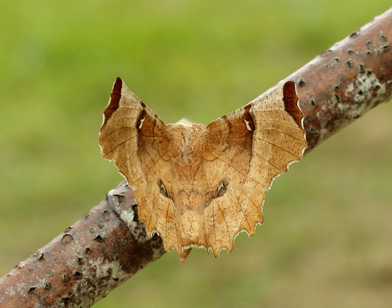 70.238 BF1918 Lunar Thorn Selenia lunularia