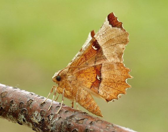 70.238 BF1918 Lunar Thorn Selenia lunularia