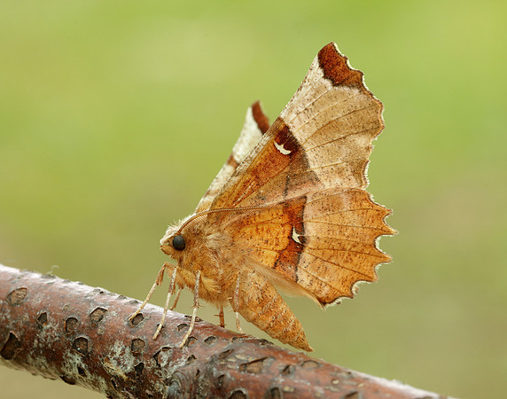 70.238 BF1918 Lunar Thorn Selenia lunularia
