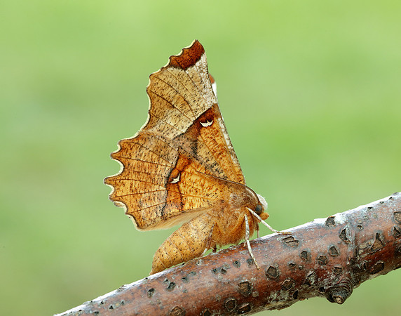 70.238 BF1918 Lunar Thorn Selenia lunularia
