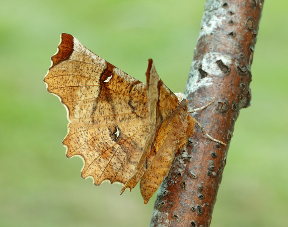 70.238 BF1918 Lunar Thorn Selenia lunularia