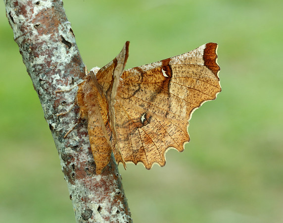 70.238 BF1918 Lunar Thorn Selenia lunularia