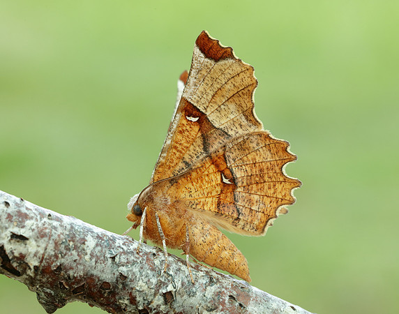 70.238 BF1918 Lunar Thorn Selenia lunularia