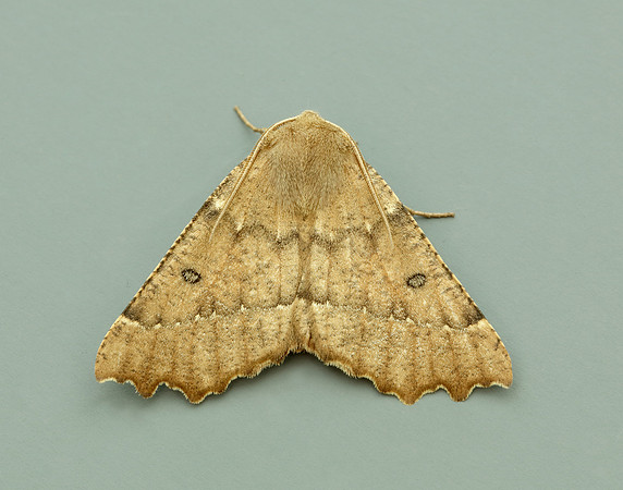 70.240 BF1920 Scalloped Hazel Odontopera bidentata